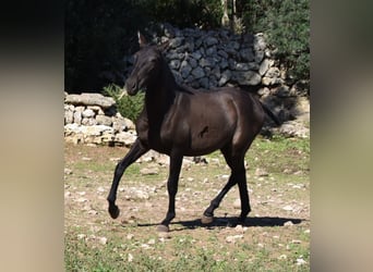 Andalusiër, Hengst, 2 Jaar, 157 cm, Zwart