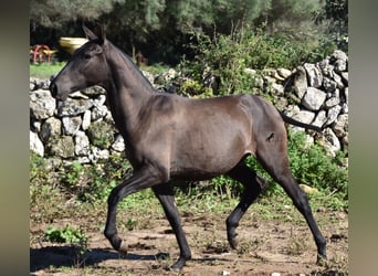Andalusiër, Hengst, 2 Jaar, 157 cm, Zwart