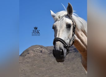 Andalusiër, Hengst, 2 Jaar, 158 cm, kan schimmel zijn