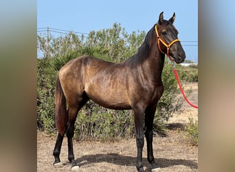 Andalusiër, Hengst, 2 Jaar, 159 cm, Brauner