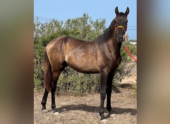 Andalusiër, Hengst, 2 Jaar, 159 cm, Brauner