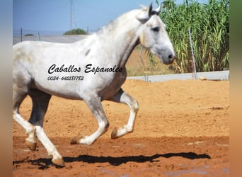 Andalusiër, Hengst, 2 Jaar, 159 cm, Gevlekt-paard
