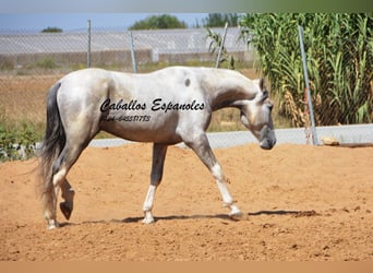 Andalusiër, Hengst, 2 Jaar, 159 cm, Gevlekt-paard