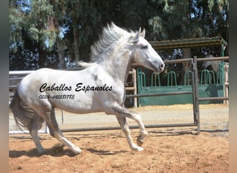 Andalusiër, Hengst, 2 Jaar, 159 cm, Gevlekt-paard