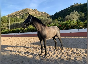 Andalusiër, Hengst, 2 Jaar, 159 cm, Wit