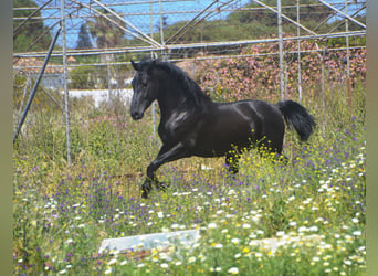 Andalusiër, Hengst, 2 Jaar, 159 cm, Zwart
