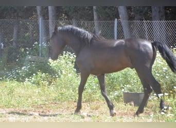 Andalusiër, Hengst, 2 Jaar, 159 cm, Zwart