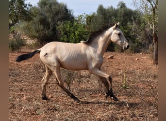 Andalusiër, Hengst, 2 Jaar, 160 cm, Falbe