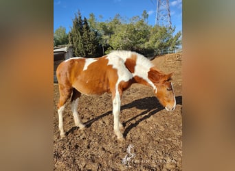Andalusiër, Hengst, 2 Jaar, 160 cm, Gevlekt-paard