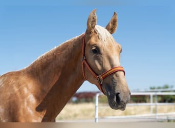 Andalusiër, Hengst, 2 Jaar, 160 cm, Palomino