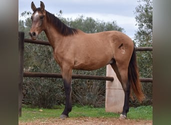 Andalusiër, Hengst, 2 Jaar, 160 cm, Schimmel