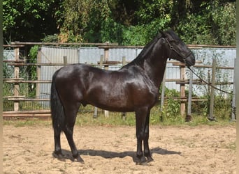 Andalusiër, Hengst, 2 Jaar, 160 cm, Zwart