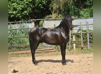 Andalusiër, Hengst, 2 Jaar, 160 cm, Zwart