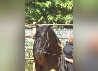 Andalusiër, Hengst, 2 Jaar, 160 cm, Zwart