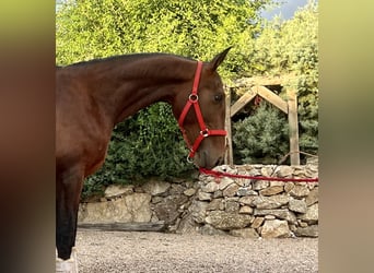 Andalusier, Hengst, 2 Jahre, 162 cm, Brauner