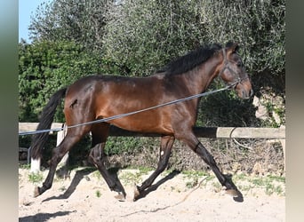 Andalusiër, Hengst, 2 Jaar, 162 cm, Bruin