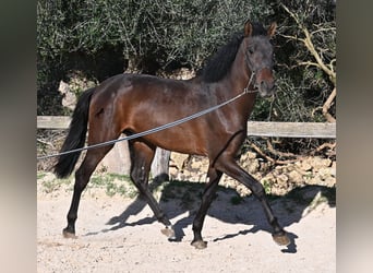 Andalusiër, Hengst, 2 Jaar, 162 cm, Bruin