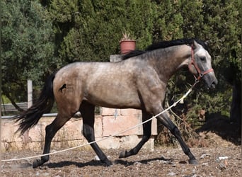 Andalusiër, Hengst, 2 Jaar, 162 cm, Buckskin