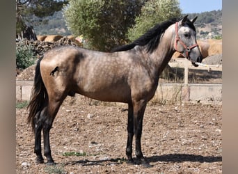 Andalusiër, Hengst, 2 Jaar, 162 cm, Buckskin