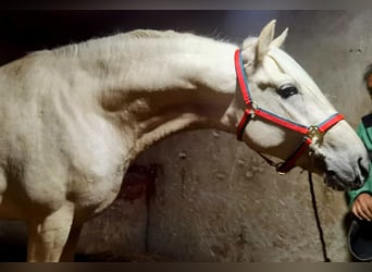 Andalusiër, Hengst, 2 Jaar, 164 cm, Palomino