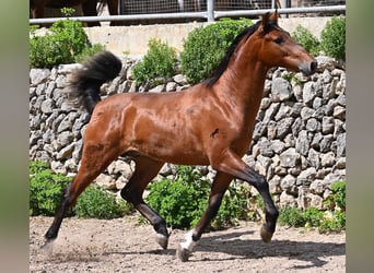 Andalusiër, Hengst, 2 Jaar, 165 cm, Bruin