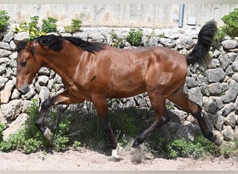 Andalusiër, Hengst, 2 Jaar, 165 cm, Bruin