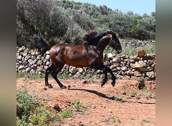 Andalusiër, Hengst, 2 Jaar, 165 cm