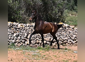 Andalusiër, Hengst, 2 Jaar, 165 cm
