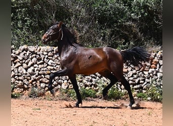 Andalusiër, Hengst, 2 Jaar, 165 cm