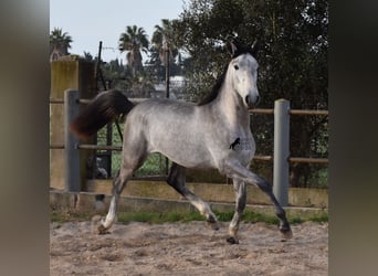 Andalusiër, Hengst, 2 Jaar, 165 cm, Schimmel