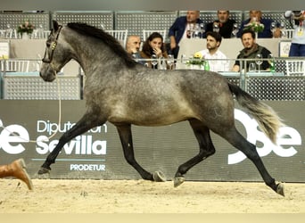 Andalusiër, Hengst, 2 Jaar, 166 cm, Appelschimmel