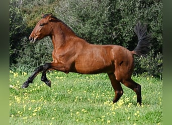 Andalusiër, Hengst, 2 Jaar, 168 cm, Bruin