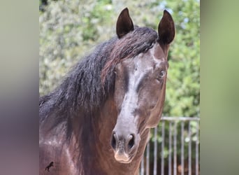Andalusiër, Hengst, 2 Jaar, 168 cm, Zwart