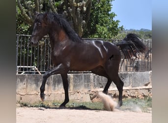 Andalusiër, Hengst, 2 Jaar, 168 cm, Zwart