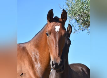Andalusiër, Hengst, 2 Jaar, 170 cm, Brauner