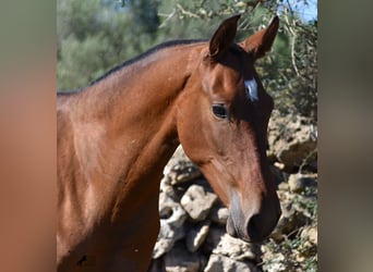 Andalusiër, Hengst, 2 Jaar, 170 cm, Brauner
