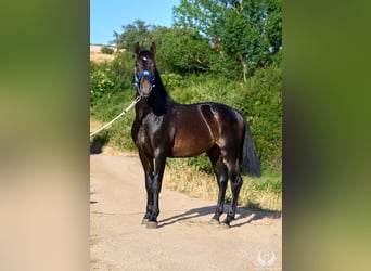 Andalusiër, Hengst, 2 Jaar, 170 cm, Donkerbruin