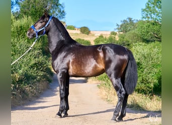 Andalusiër, Hengst, 2 Jaar, 170 cm, Donkerbruin
