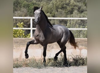 Andalusiër, Hengst, 2 Jaar, 171 cm, Schimmel