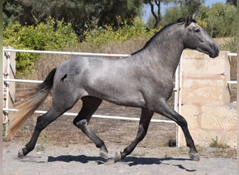 Andalusiër, Hengst, 2 Jaar, 171 cm, Schimmel