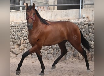 Andalusiër, Hengst, 2 Jaar, 175 cm, Bruin