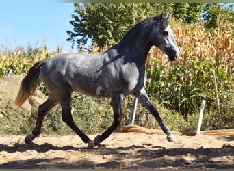 Andalusier, Hengst, 2 Jahre, Schimmel