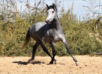 Andalusier, Hengst, 2 Jahre, Schimmel