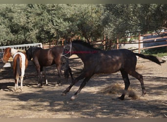 Andalusiër, Hengst, 2 Jaar, Schimmel