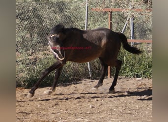 Andalusiër, Hengst, 2 Jaar, Schimmel