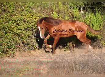 Andalusier, Hengst, 2 Jahre, 148 cm, Fuchs