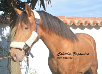Andalusier, Hengst, 2 Jahre, 152 cm, Champagne