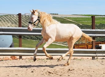 Andalusier, Hengst, 2 Jahre, 152 cm, Perlino