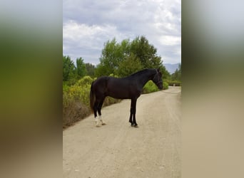 Andalusier, Hengst, 2 Jahre, 152 cm, Schimmel