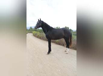 Andalusier, Hengst, 2 Jahre, 152 cm, Schimmel